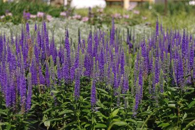Veronica spicata 'Royal Candles' 