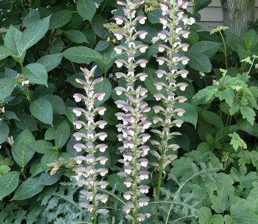 Acanthus spinosus 