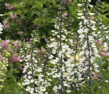 Baptisia alba var. macrophylla