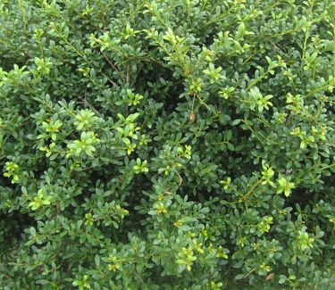 Ilex crenata 'Beehive' - Japanese Holly 