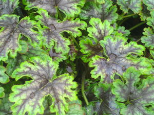 Heucherella x 'Tapestry'
