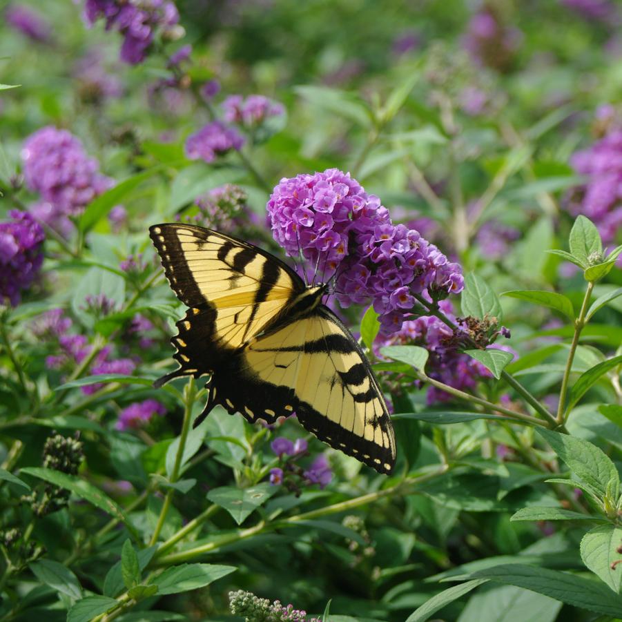 Buddleia x Lo & Behold® 'Blue Chip' - Butterfly Bush from Pleasant Run Nursery