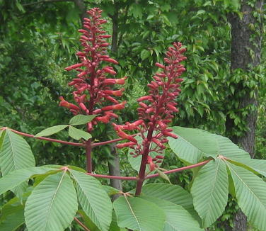 Aesculus pavia - Red Buckeye