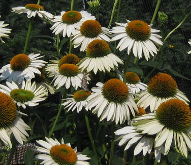 Echinacea purpurea Fragrant Angel - Coneflower