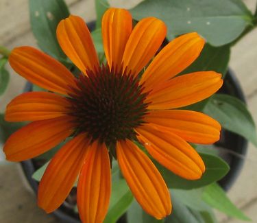 Echinacea x 'Tiki Torch' - Coneflower