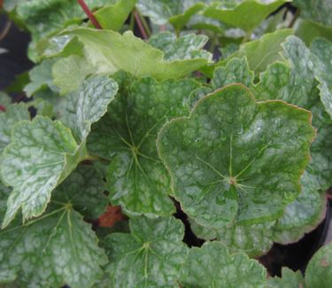 Heuchera americana 'Dale's Strain' - Alum Root