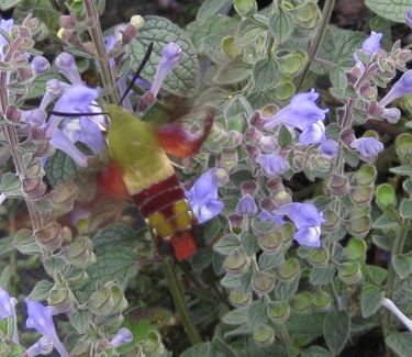 Scutellaria ovata - Heartleaf Skullcap