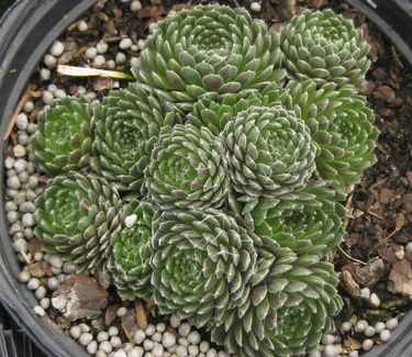 Sempervivum arachnoideum Cobweb - Hens and Chicks (in Feb)