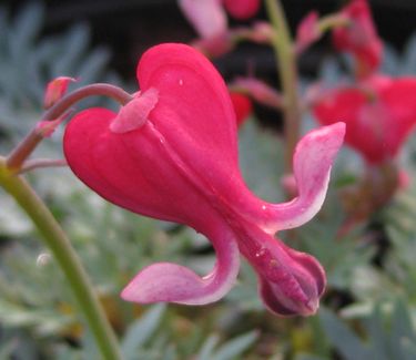 Dicentra x Fire Island - Fringed Bleeding Heart