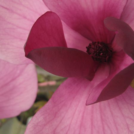 Magnolia x 'Purple Prince' - Magnolia