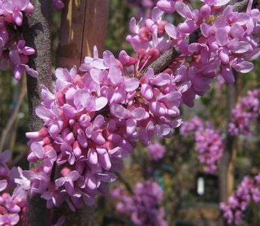 Cercis canadensis - Eastern Redbud 