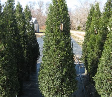 Juniperus chinensis Hetzii Columnaris - Hetz Columnar Juniper