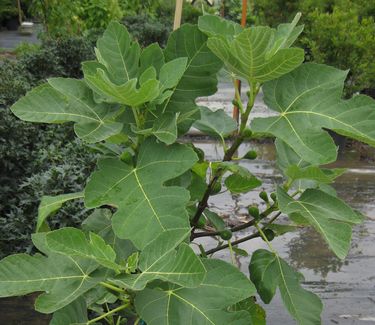 Ficus carica Brown Turkey - Fig