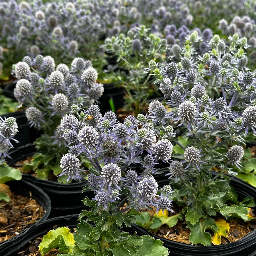 Eryngium planum 'Blue Hobbit' - Sea Holly from Pleasant Run Nursery