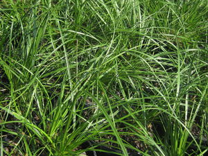 Carex cherokeensis 