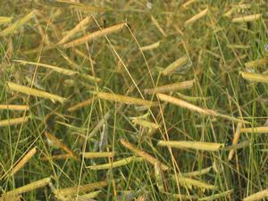 Bouteloua gracilis Blonde Ambition
