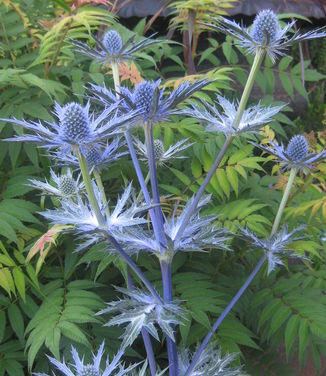 Eryrigium x zabelii 'Big Blue'