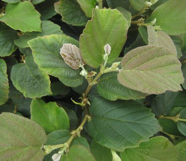 Fothergilla gardenii - Dwarf Fothergilla