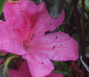 Rhododendron Encore Autumn Sangria