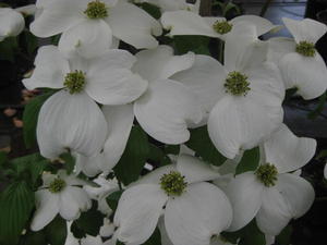 Cornus florida Kay's Appalachian Mist - Flowering Dogwood 