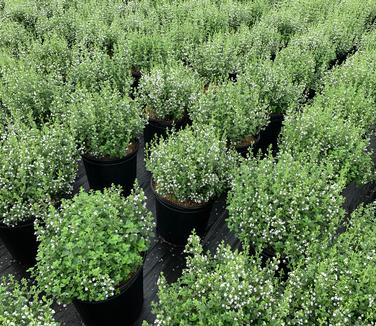 Calamintha nepeta subsp. nepeta - Lesser Catmint from Pleasant Run Nursery