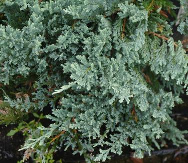 Juniperus horizontalis Blue Chip - Creeping Juniper 