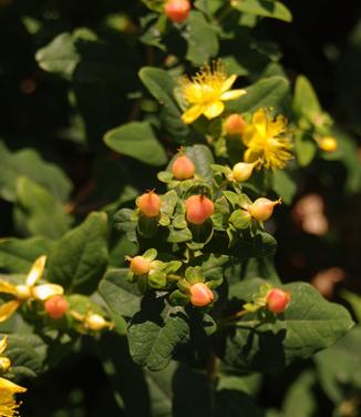 Hypericum inodorum Pumpkin
