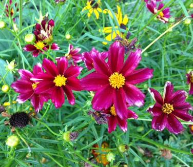 Coreopsis x Mercury Rising 