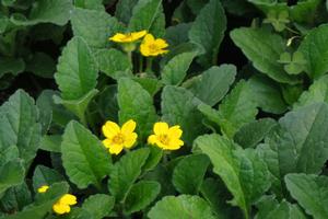 Chrysogonum virginianum Superstar