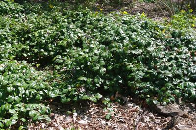 Ilex opaca Maryland Dwarf - American Holly