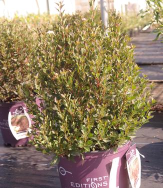 Physocarpus opulifolius Little Devil