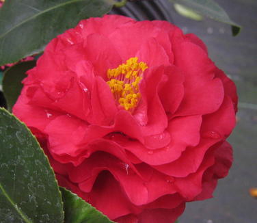 Camellia japonica Blood of China