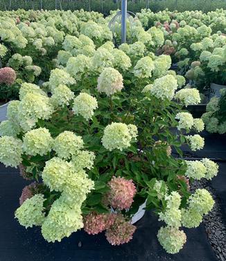 Hydrangea paniculata Bobo