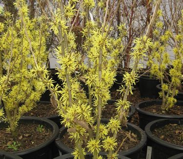Hamamelis x intermedia 'Angelly' 