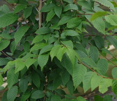 Carpinus caroliniana Firespire - American Hornbeam 
