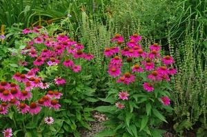 Echinacea purpurea 'PowWow Wildberry'
