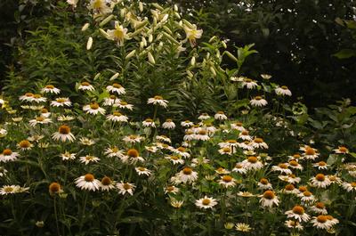 Echinacea purpurea 'PowWow White' - Purple Coneflower 