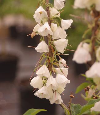 Halesia carolina