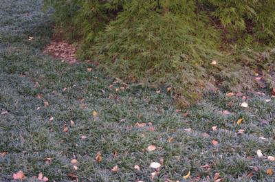 Ophiopogon japonicus Nana (@ Scott Arb)