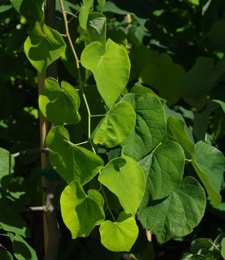 Cercis canadensis Vanilla Twist 