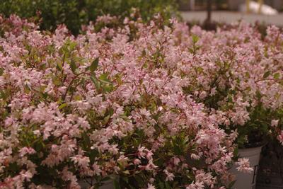 Deutzia gracilis Yuki Cherry Blossom (fall color)