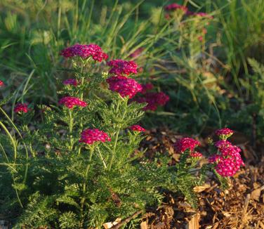 Achillea millifolium Saucy Seduction