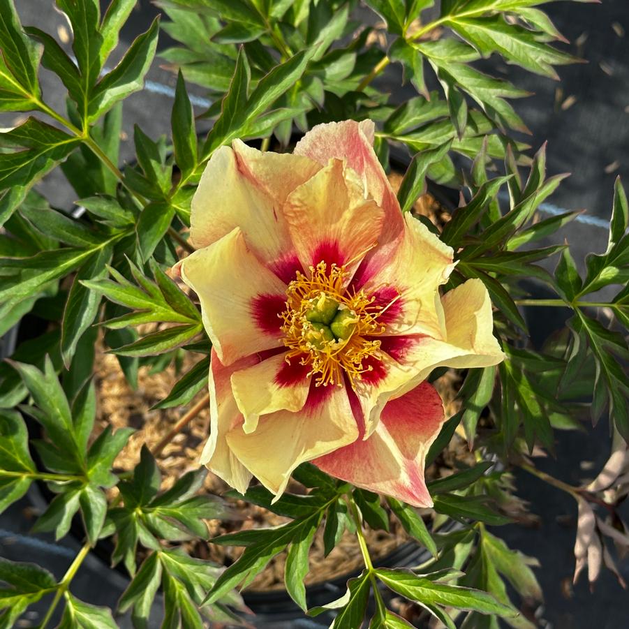 Paeonia x Itoh 'Old Rose Dandy' - Itoh Hybrid Peony from Pleasant Run Nursery