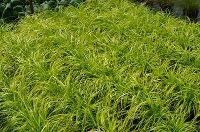 Carex oshimensis EverColor 'Everillo' 
