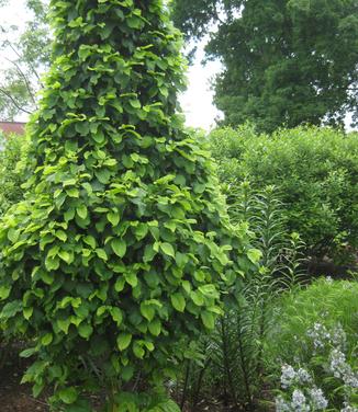 Carpinus betulus Columnaris Nana