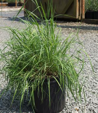 Calamagrostis canadensis