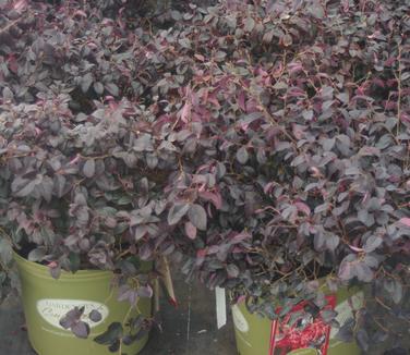 Loropetalum chinensis Ever Red