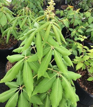 Aesculus x neglecta Erythroblastos