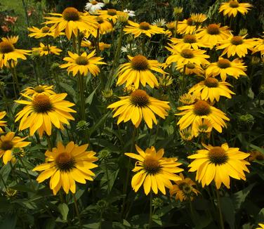 Echinacea x Leilani 