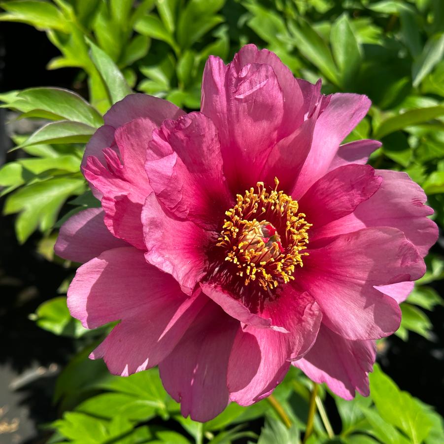Paeonia x Itoh 'Yankee Doodle Dandy' - Itoh Peony from Pleasant Run Nursery